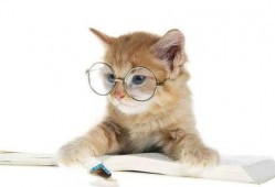 娱乐吃瓜猫的作品