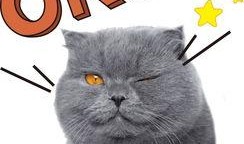 娱乐吃瓜猫的作品