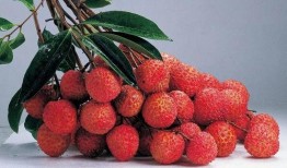 娱乐吃瓜酱荔枝视频,娱乐吃瓜酱带你揭秘娱乐圈幕后故事