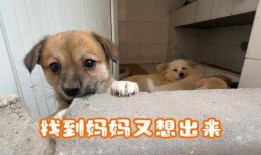 娱乐吃瓜酱中狗妈,娱乐吃瓜酱中的明星宠妈故事