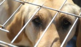 娱乐吃瓜酱中狗妈,娱乐吃瓜酱中的明星宠妈故事